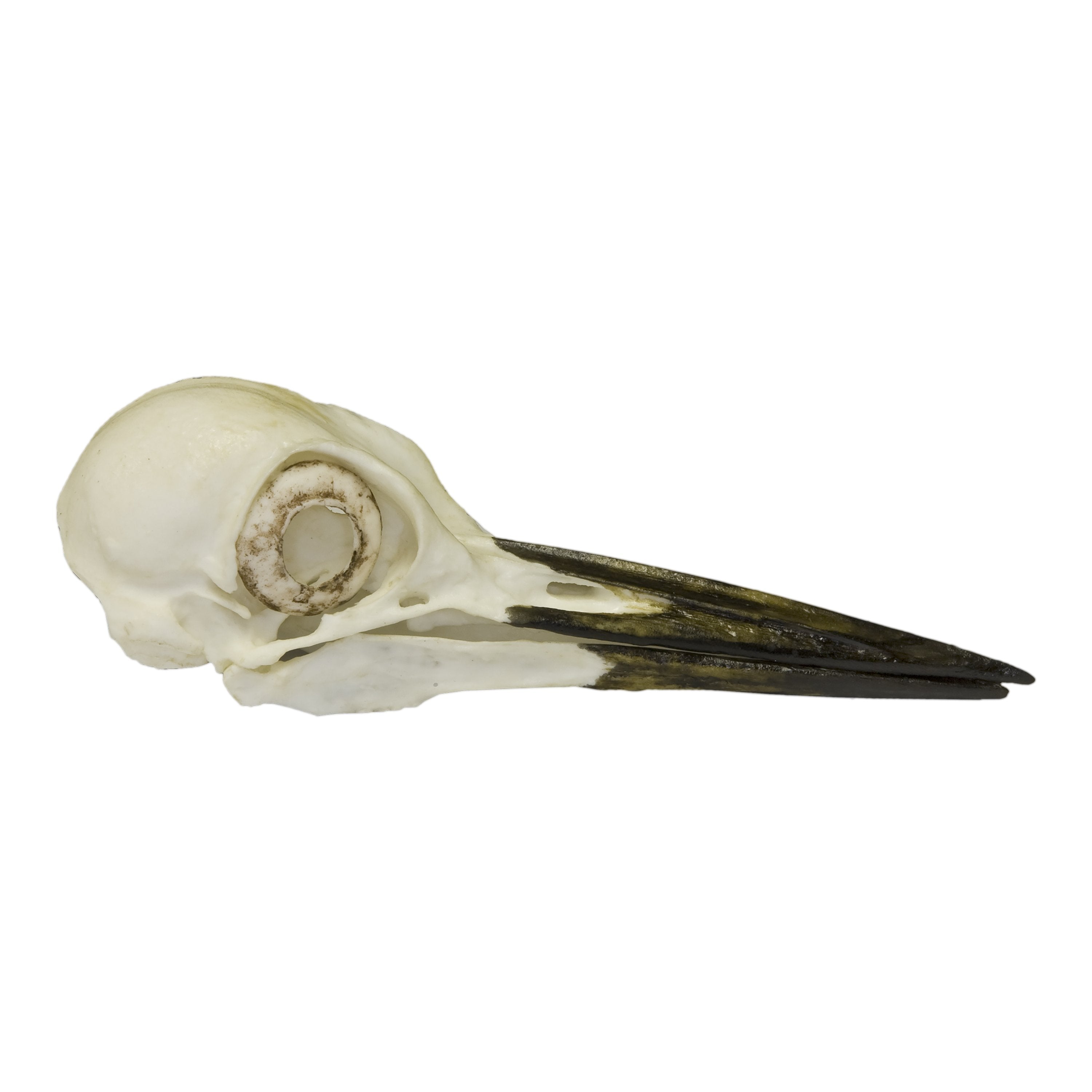 Authentic Replica Pileated Woodpecker Skull - Lifelike Bird Skull Model for Science Education, Home Decor & Gothic Collections | Perfect for Biology Classrooms, Halloween Decor & Taxidermy Displays