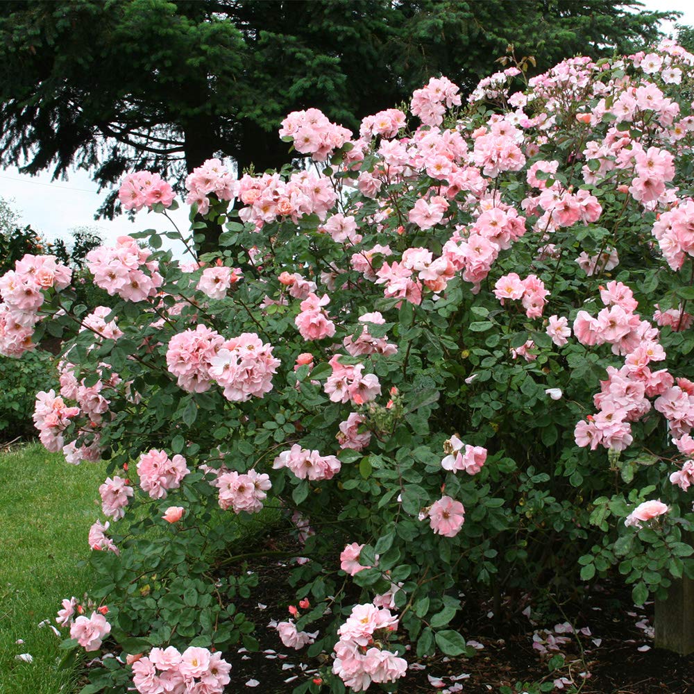 Clair Matin Pink Rose Bush - Heirloom Roses Live Outdoor Plant, Fragrant Shrub for Garden Landscaping & Home Decor
