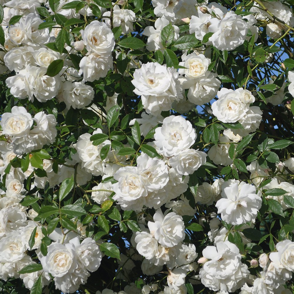 Heirloom Climbing Rose Plant - CL Iceberg White Rose Bush for Outdoor Gardens | Perfect for Trellises, Fences & Landscaping