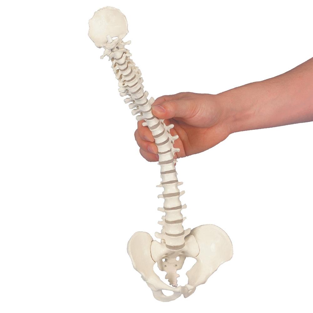 Flexible Mini Spinal Column Model - Anatomical Spine Teaching Tool for Medical Students & Chiropractors - Perfect for Classroom, Clinic & Study Use
