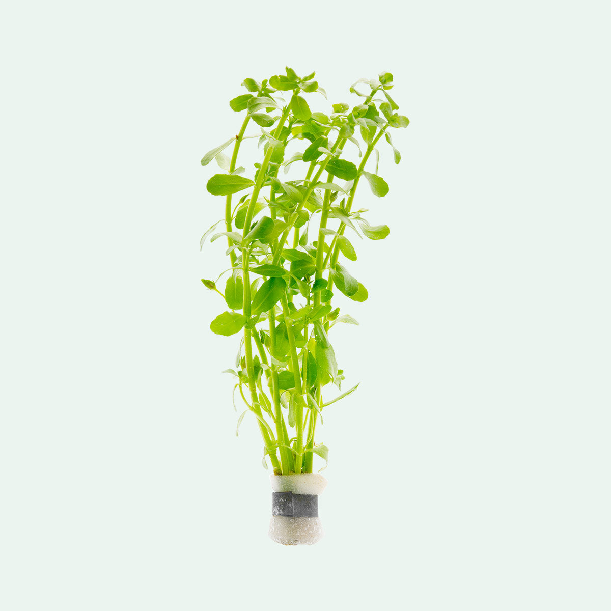 Bacopa Monnieri Supplement - Natural Memory & Brain Support - Organic Herbal Nootropic for Focus, Stress Relief & Cognitive Enhancement - Perfect for Students, Professionals & Seniors