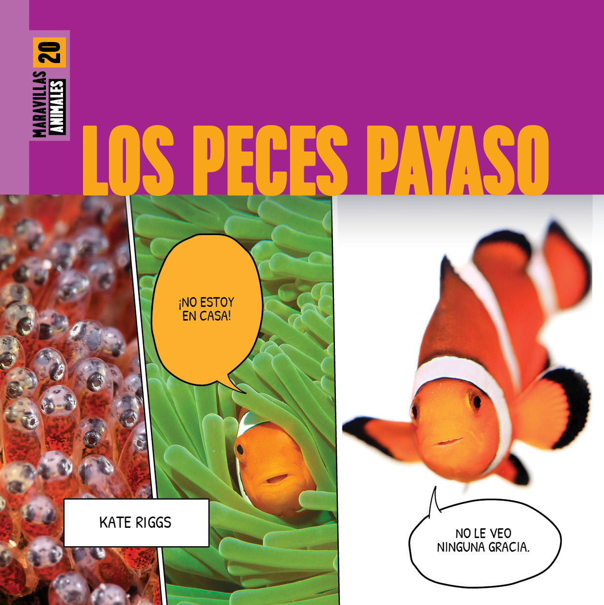 Clownfish for Saltwater Aquariums - Vibrant & Hardy Marine Fish for Reef Tanks | Perfect for Home Aquariums & Ocean-Themed Decor