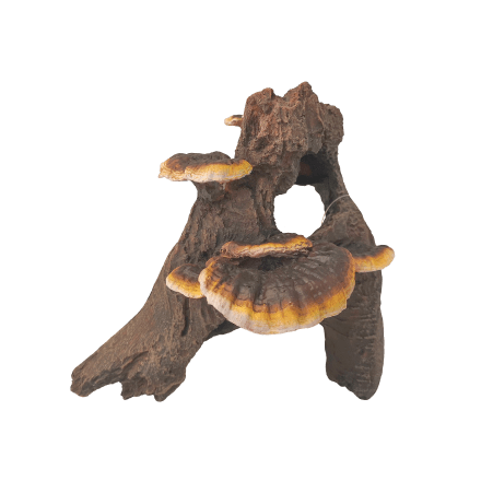 Natural Fish Tank Decor - Realistic Root Cluster with Mushrooms Aquarium Ornament for Tropical Fish Tanks, Betta Tanks & Aquascaping | Enhances Aquatic Environment for Shrimp, Guppies & Small Fish
