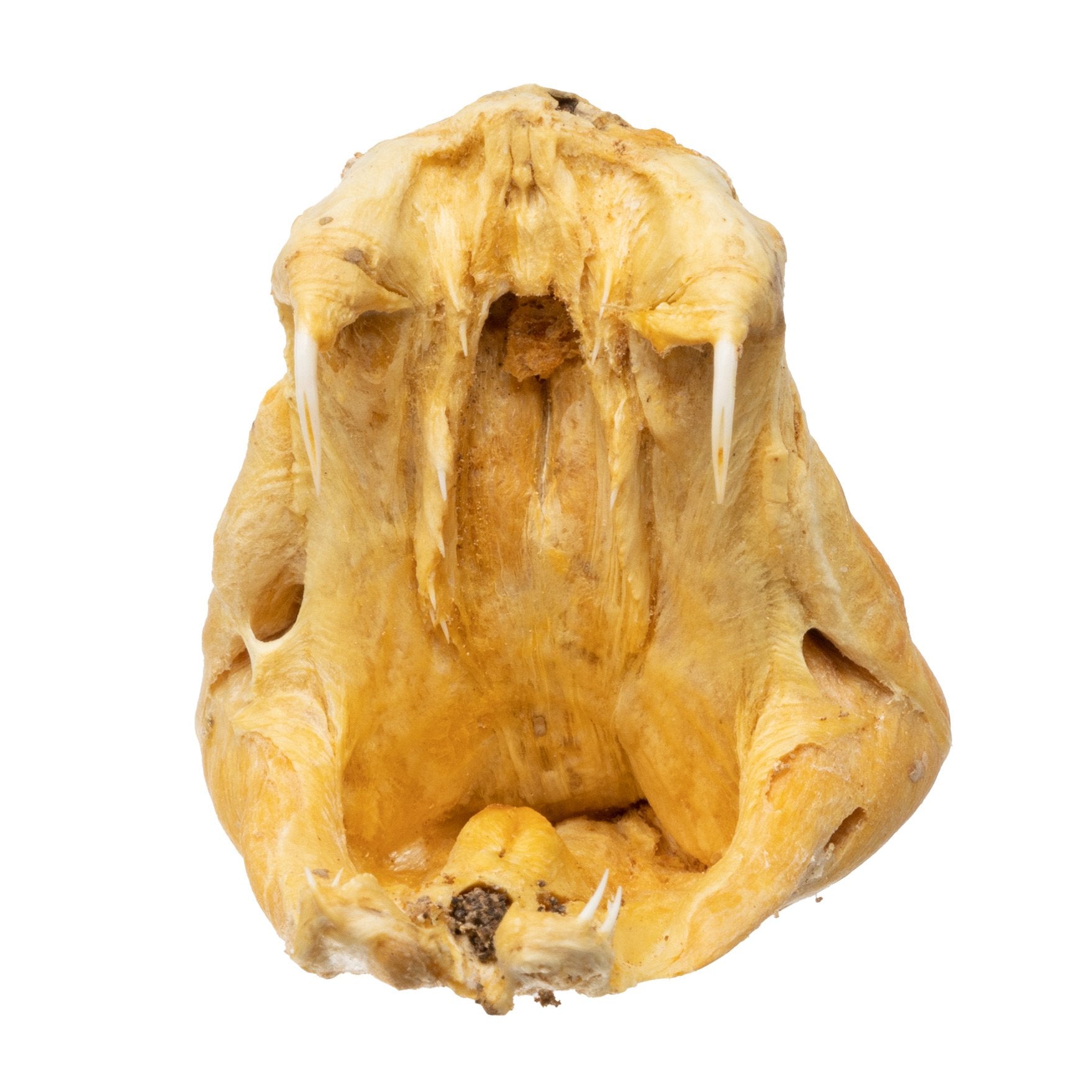 Preserved Rattlesnake Head - Authentic Taxidermy Specimen for Home Decor, Western Style, and Unique Gifts - Perfect for Halloween, Cabin Decor, and Oddity Collections