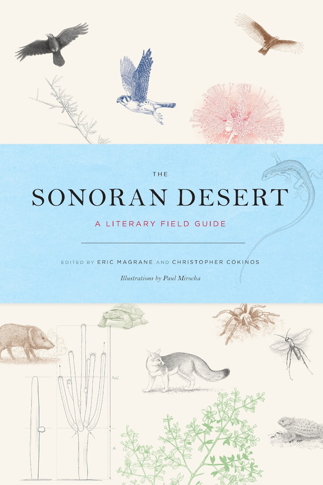 Sonoran Desert Guide | Explore Arizona & Mexico Landscapes | Hiking, Camping & Photography Adventures