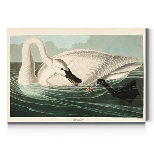 Audubon - Trumpeter Swan