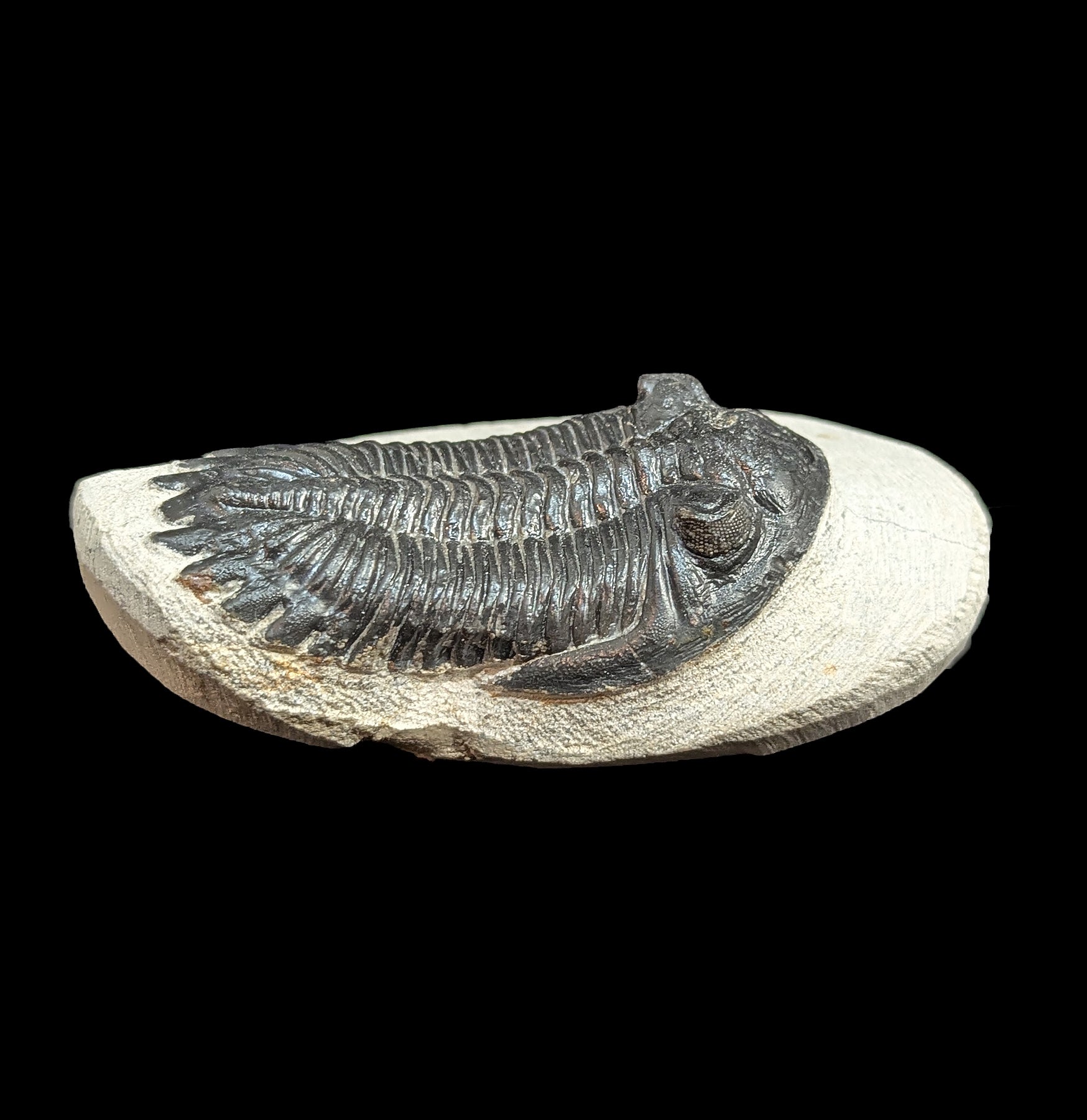 Hollardops Trilobite Fossil in Matrix - Authentic Prehistoric Specimen for Collectors, Paleontology Enthusiasts & Home Decor - Perfect for Display, Education & Gifts