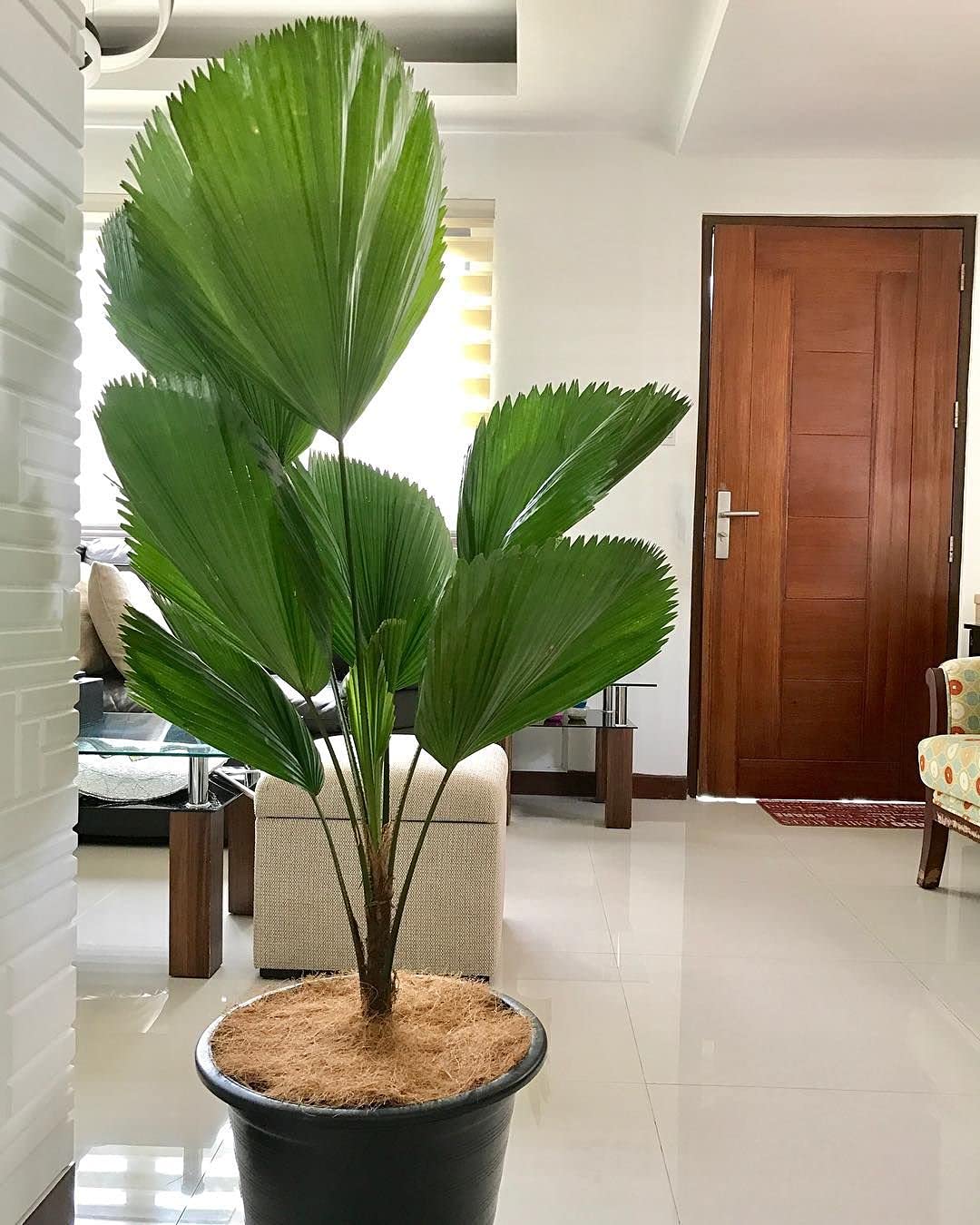 Licuala Grandis - Vanuatu Fan Palm & Ruffled Fan Palm - 5 Live Plants in 4 Inch Growers Pots - Rare Tropical Ornamental Palms for Florida Landscaping, Indoor Decor, and Exotic Gardens