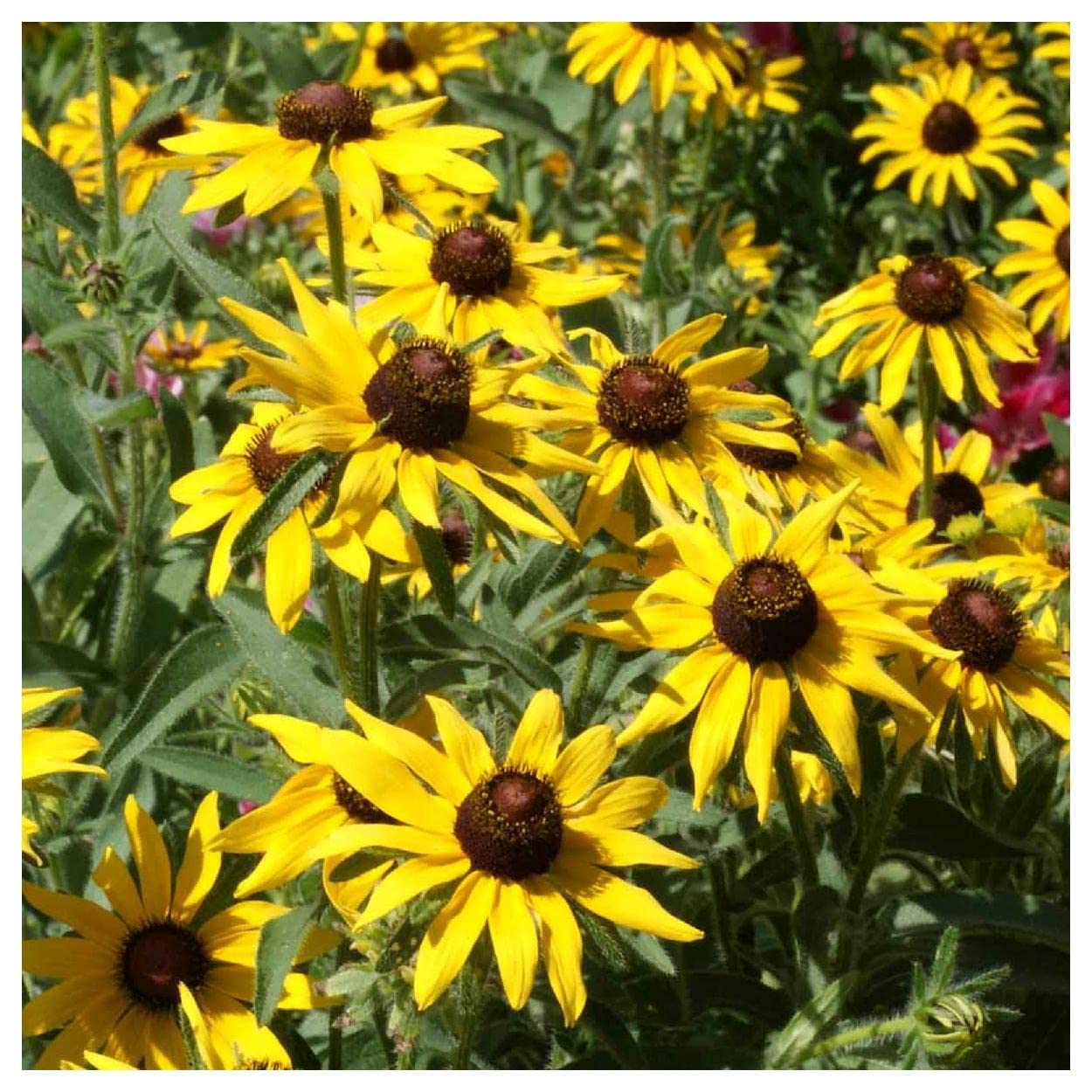 Everwilde Farms - 1/4 Lb Black-Eyed Susan Native Wildflower Seeds - Gold Vault Packaging - Non-GMO, Pollinator-Friendly Flowers for Gardens, Meadows & Landscaping