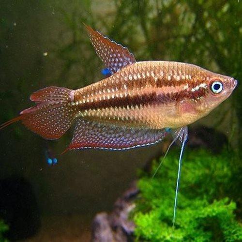 Pygmy Sparkling Gourami Fish - Live Aquarium Fish for Freshwater Tanks | Perfect for Nano Tanks, Community Aquariums & Planted Tanks