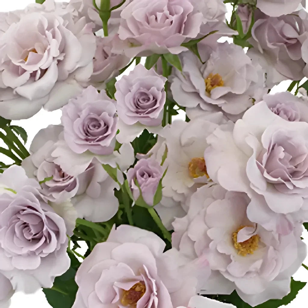 Antique Lavender Spray Roses - 50 Stems Fresh Cut Flowers for Wedding Bouquets, Home Decor, and Floral Arrangements