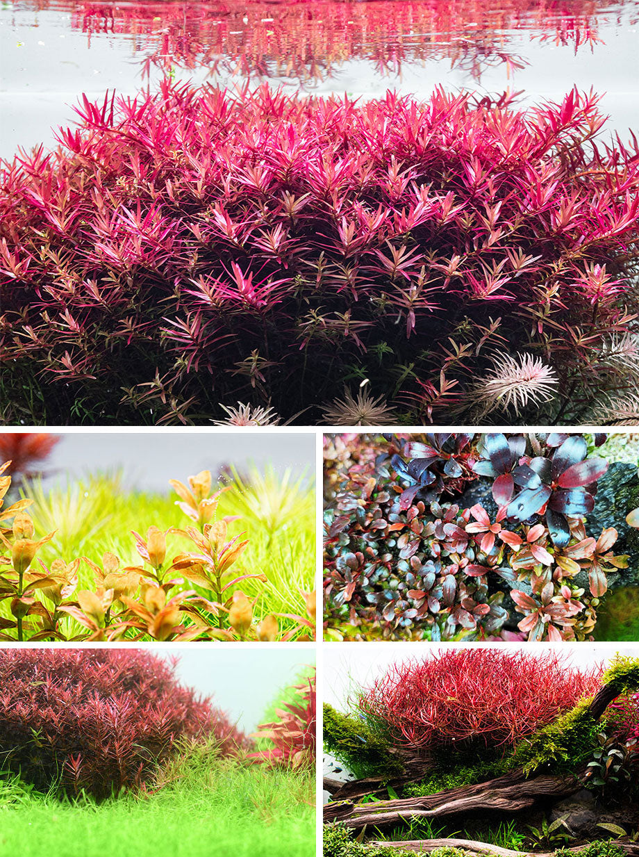 Aquatic Plant Fertilizer Set for Aquariums - Liquid Plant Food & Conditioner for Healthy Fish Tank Plants - Perfect for Freshwater Aquariums & Planted Tanks