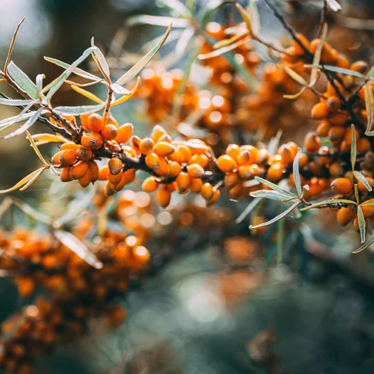 Organic Himalayan Sea Buckthorn Oil from Tibet - Pure & Natural Skincare for Face, Hair & Body - Byron Bay Love - Anti-Aging & Moisturizing Solution for Dry Skin Care Routine