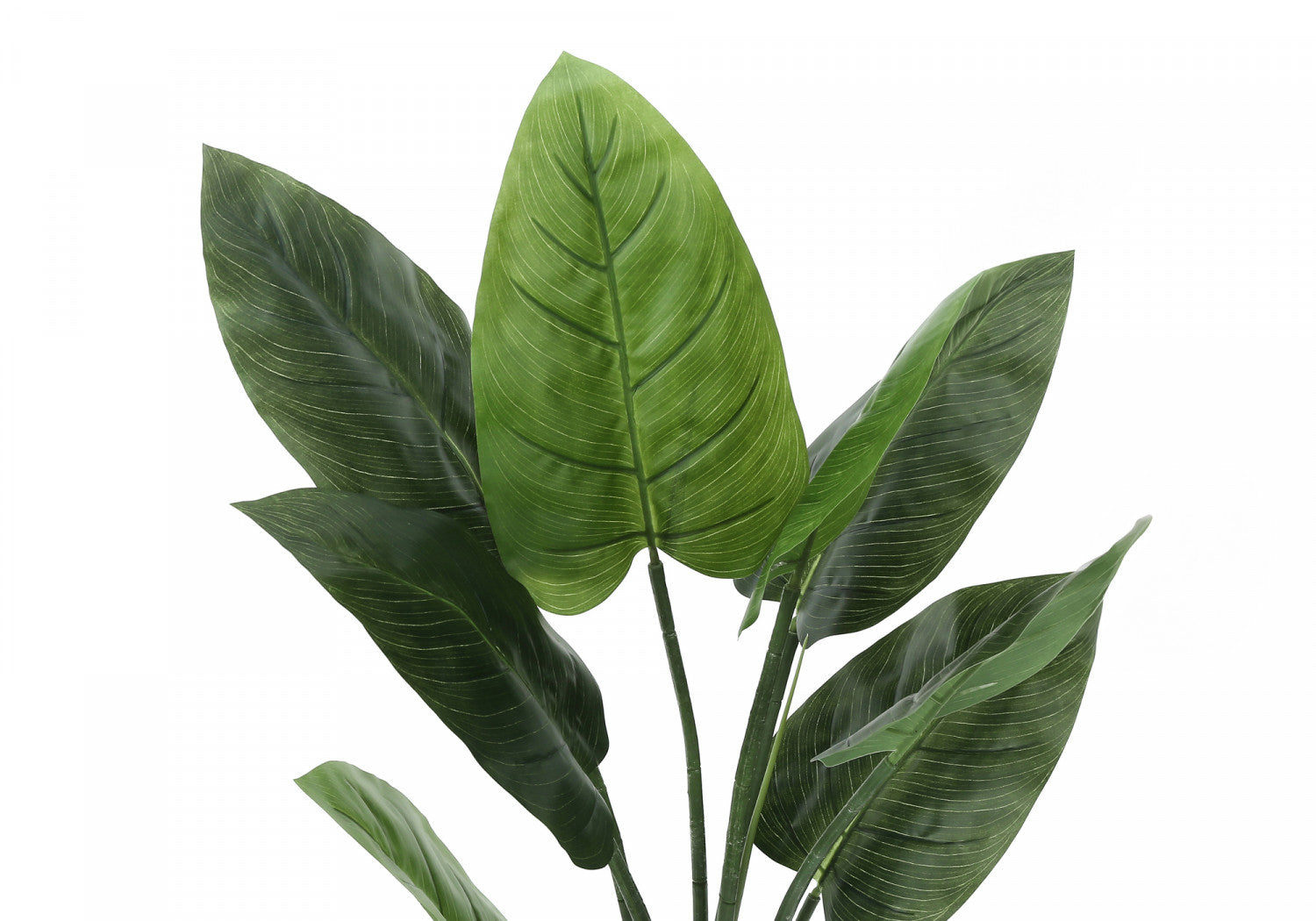 37 Aureum Pothos Plant in 5 Black Pots - Low Light Indoor Houseplant for Home, Office, or Bathroom Decor
