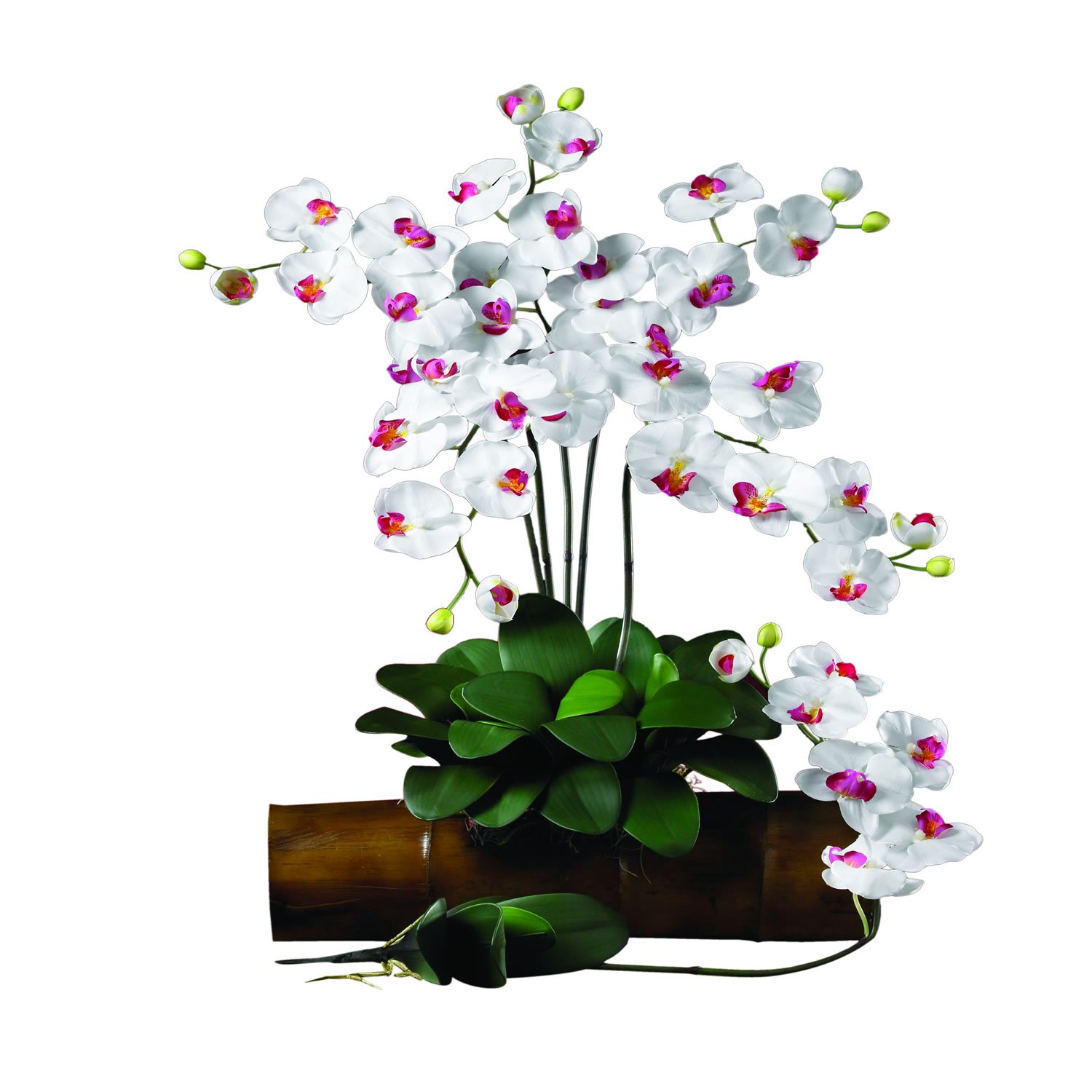 12 Pack Fresh Phalaenopsis Orchid Stems - Long-Lasting Elegant Flowers for Weddings, Home Decor & Special Events