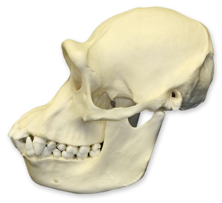 Authentic Replica Chimpanzee Skull - Female Specimen for Science Education & Home Decor | Perfect for Biology Classrooms, Museum Displays & Gothic Home Decor