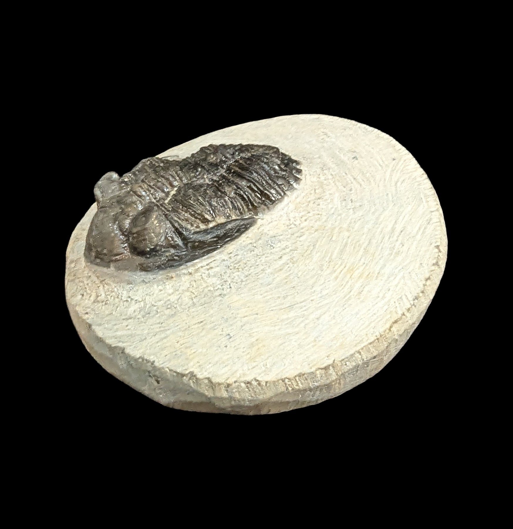 Hollardops Trilobite Fossil in Matrix Specimen - Authentic Prehistoric Fossil for Collectors, Paleontology Enthusiasts & Home Decor - Perfect for Display, Education & Gifts