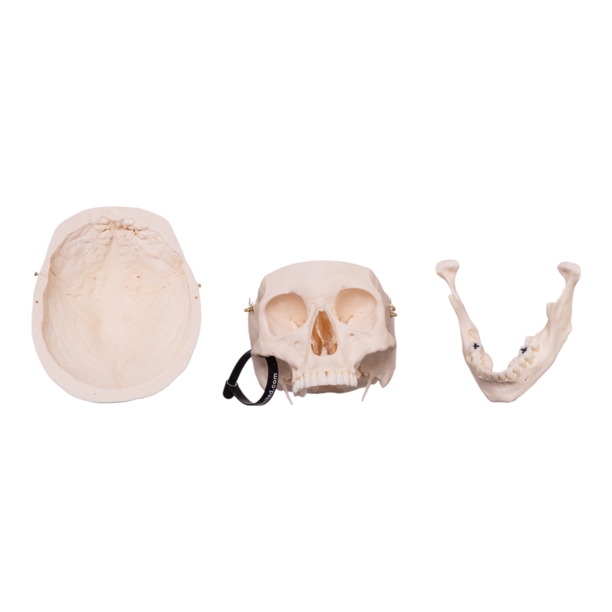 Premium Anatomical Human Skull Model - Medical Research, Student Study & Halloween Decor - Realistic Detailed Replica for Doctors, Teachers & Collectors