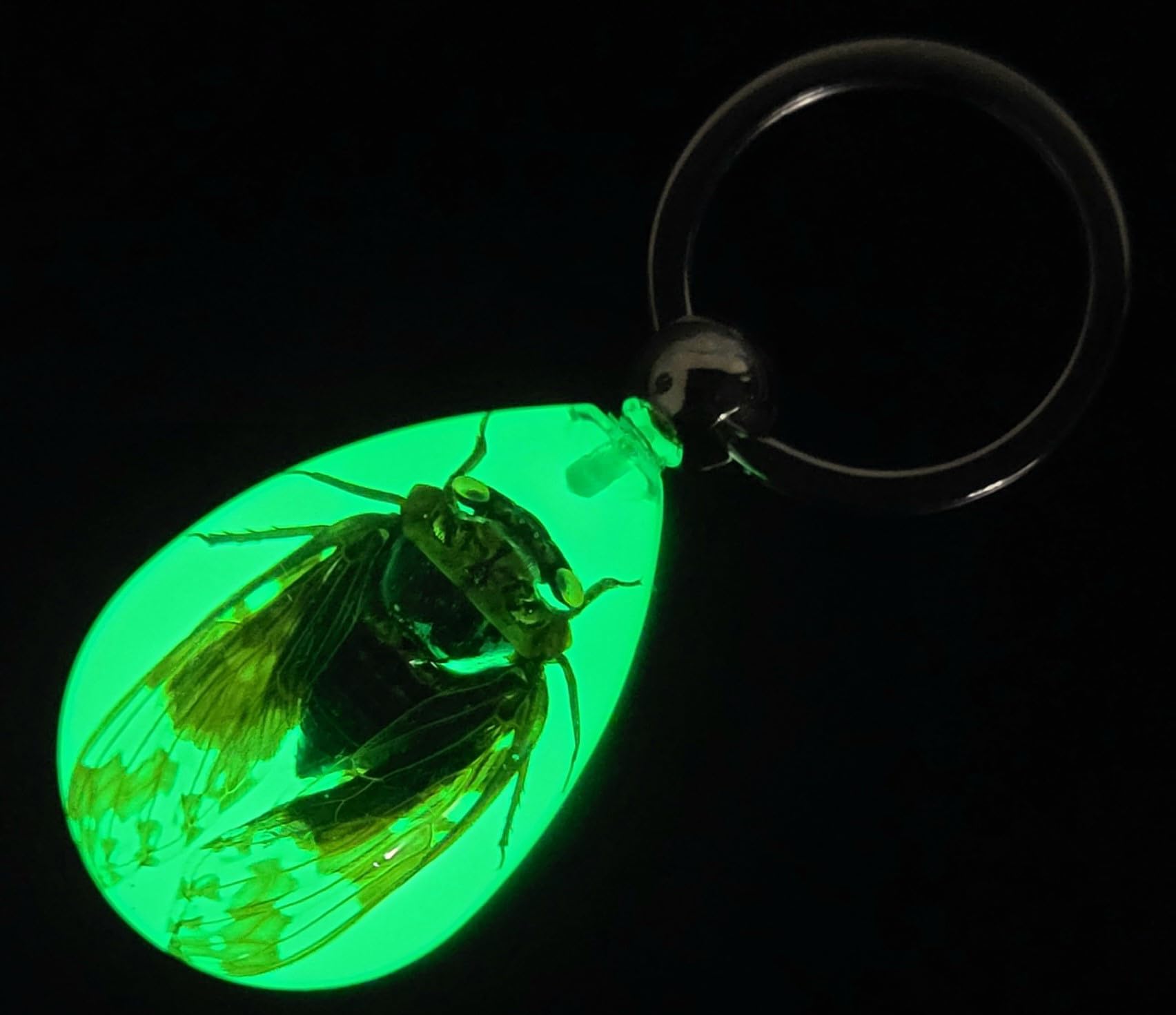 Glow in The Dark 43mm Real Cicada Lucite Keychain - Insect Taxidermy Specimen for Science Education & Unique Jewelry Pendant - Perfect for Biology Classrooms, Gothic Fashion Accessories, and Nature Lover Gifts
