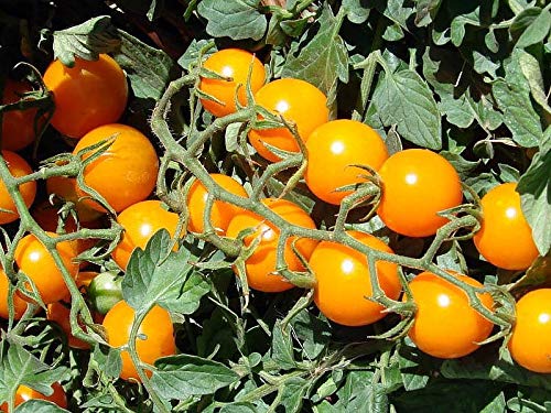 Organic Golden Cherry Tomato Seeds - Non-GMO, Heirloom, Indeterminate Variety for Home Gardening | Perfect for Containers, Greenhouses & Backyard Vegetable Gardens