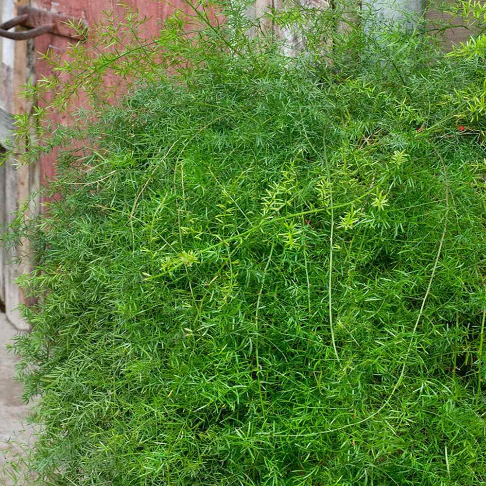 Outsidepride Asparagus Fern Sprengeri Seeds - 100 Count for Container, Pot & Window Box Planting | Evergreen Foliage Houseplant | Perfect for Indoor Decor, Office Plants & Hanging Baskets