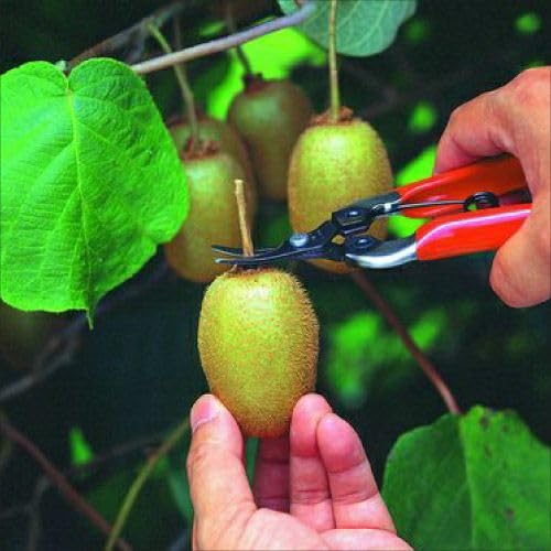 ARS HP-310 Professional Curved Blade Fruit Pruner - Sharp Bypass Pruning Shears for Gardening, Harvesting Apples, Peaches & Citrus Fruits - Ideal for Home Gardeners & Orchard Workers