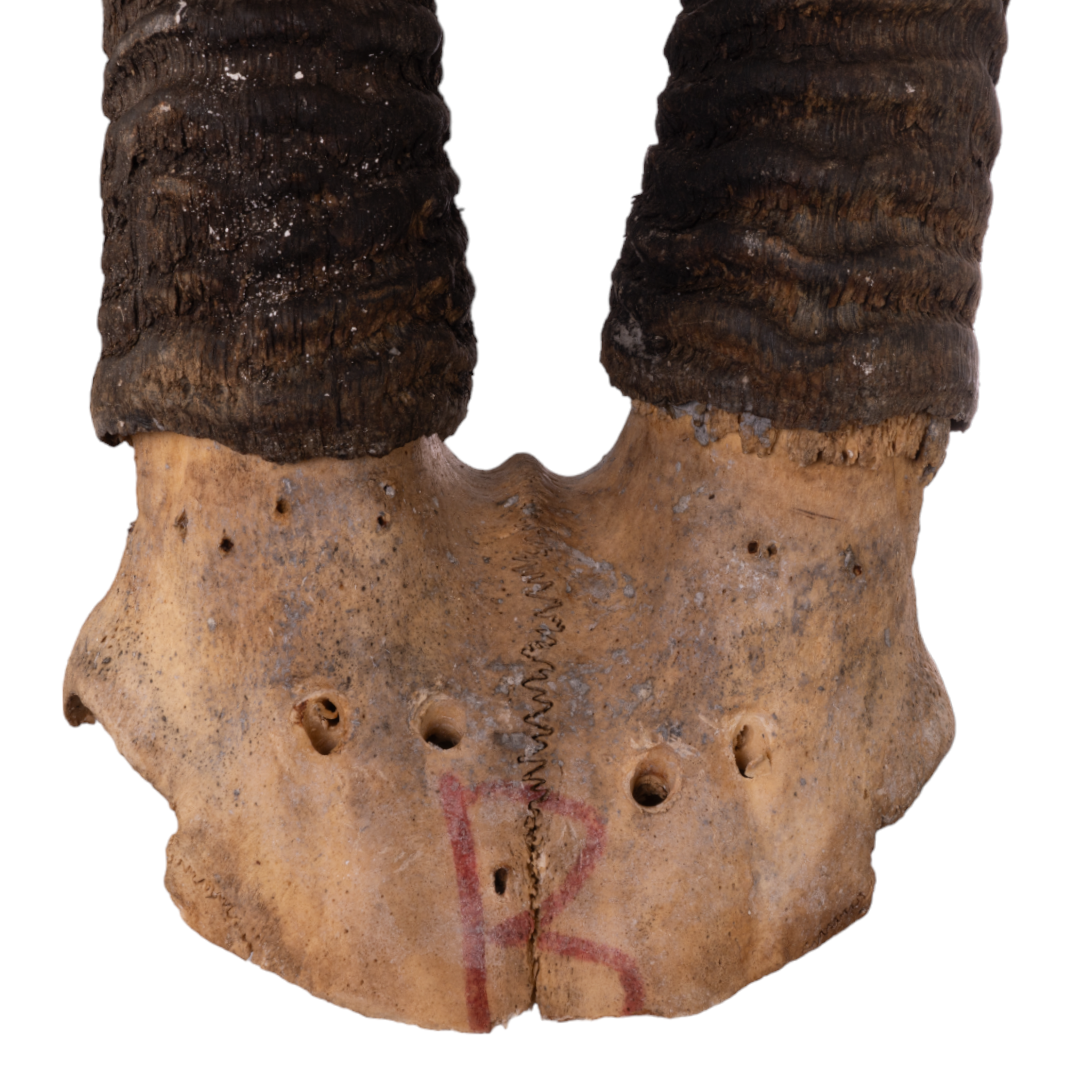 Authentic Sable Antelope Skull Plate - Taxidermy Decor, African Wildlife Trophy, Hunting Lodge Display for Rustic Cabin & Safari Themed Rooms