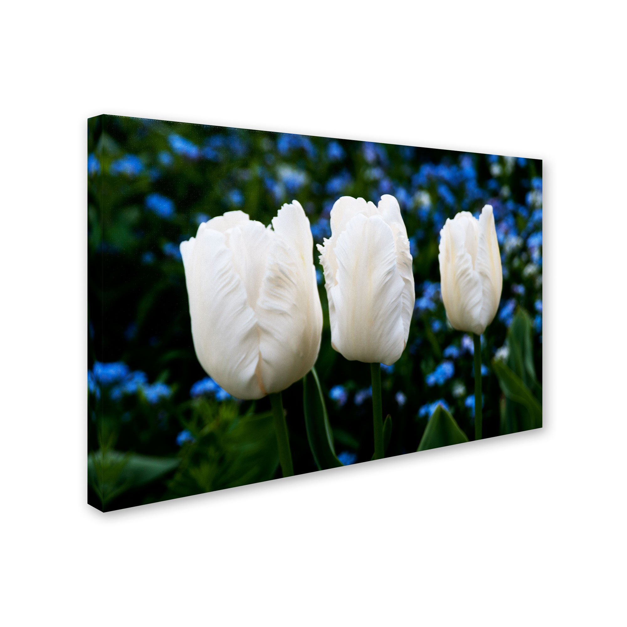 Kurt Shaffer 'Three Parrot Tulips' Canvas Wall Art Print - 12x19 Inches Floral Home Decor for Living Room, Bedroom & Office