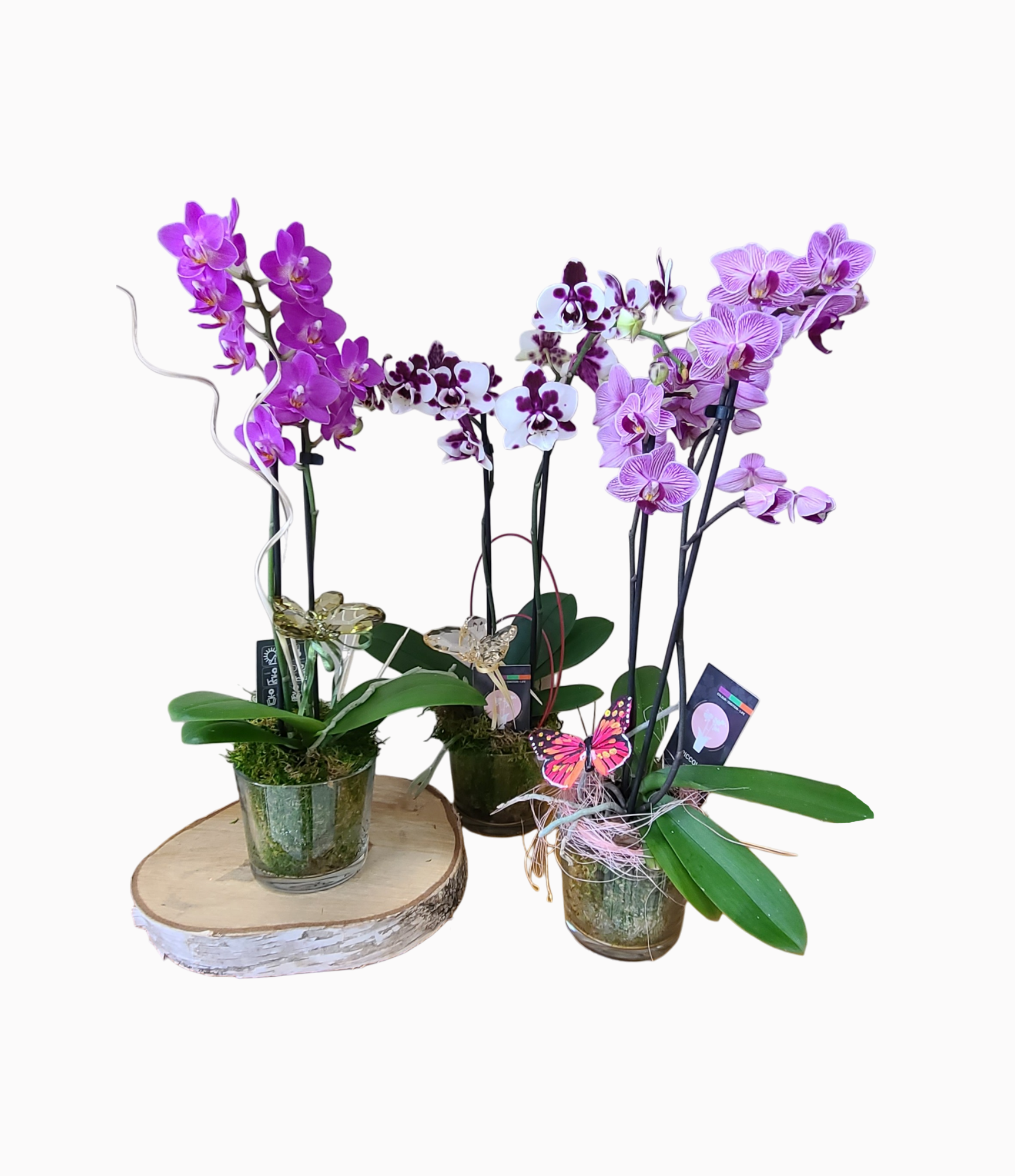 Mini Phalaenopsis Orchid - Live Indoor Plant, Small Moth Orchid for Home & Office Decor, Perfect Gift for Plant Lovers, Ideal for Tabletop, Desk & Shelf Display