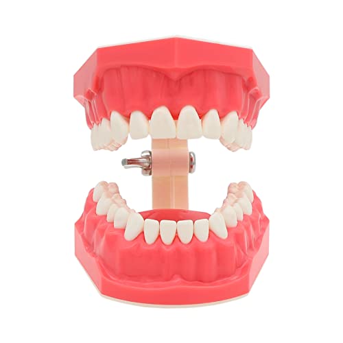 **1:1 Standard Dental Typodont Model for Brushing & Flossing Practice - Orthodontic Teeth Demonstration & Teaching Tool (M7010-1) - Perfect for Dental Students, Hygienists & Orthodontic Training**    *(Use Cases: Ideal for dental schools, orthodontic clinics, and at-home practice to improve brushing & flossing techniques.)*
