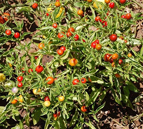 50+ Premium Marble Seeds - Perfect for Container Gardening, DIY Home Decor & Unique Gift Ideas | Grow Stunning Marble-Like Plants Indoors or Outdoors