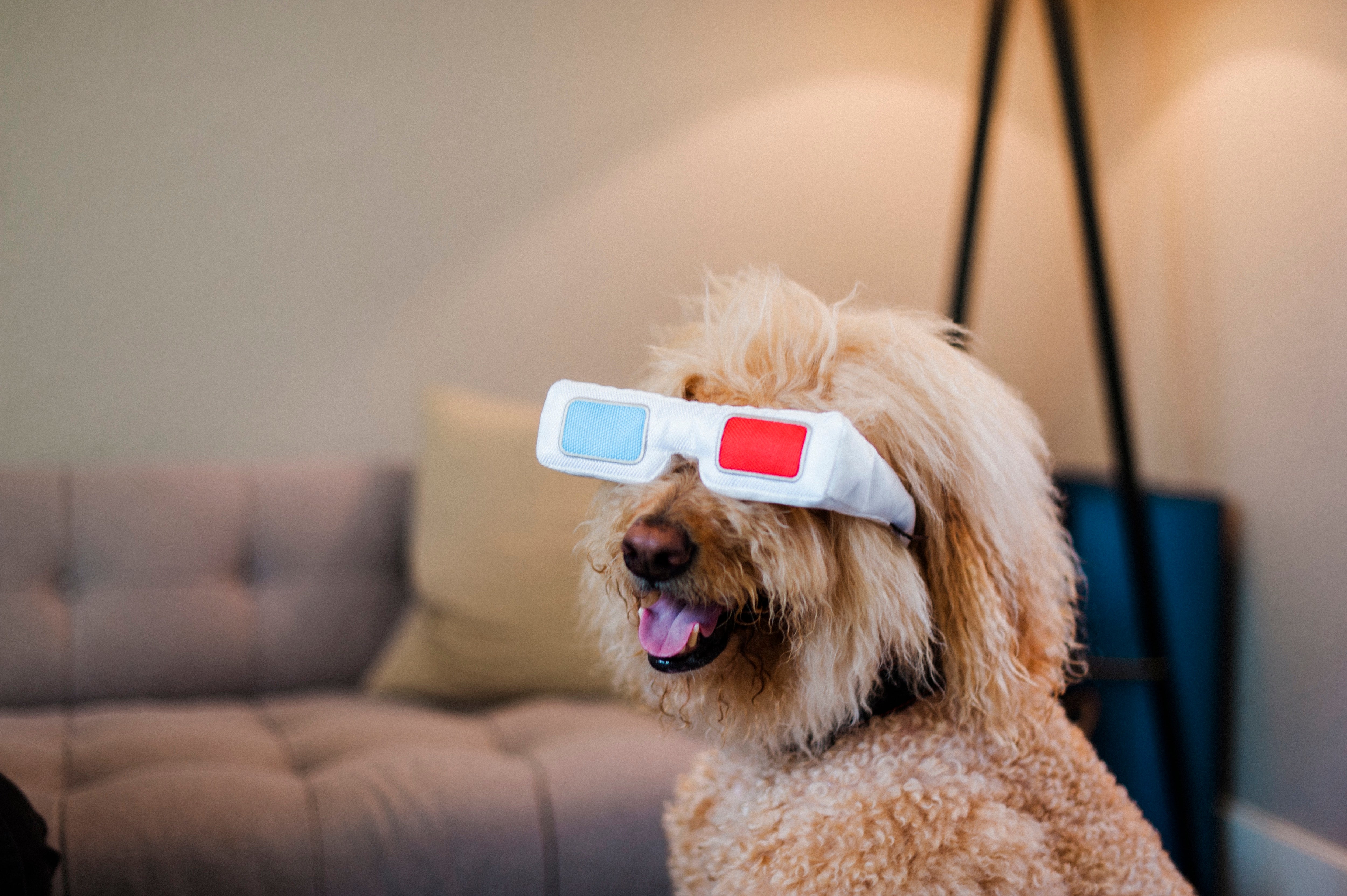 Hollywoof™ 3D Movie Glasses for Dogs - Fun Pet Toy for Movie Nights & Playtime | Perfect for Dog Costumes, Parties & Photo Shoots