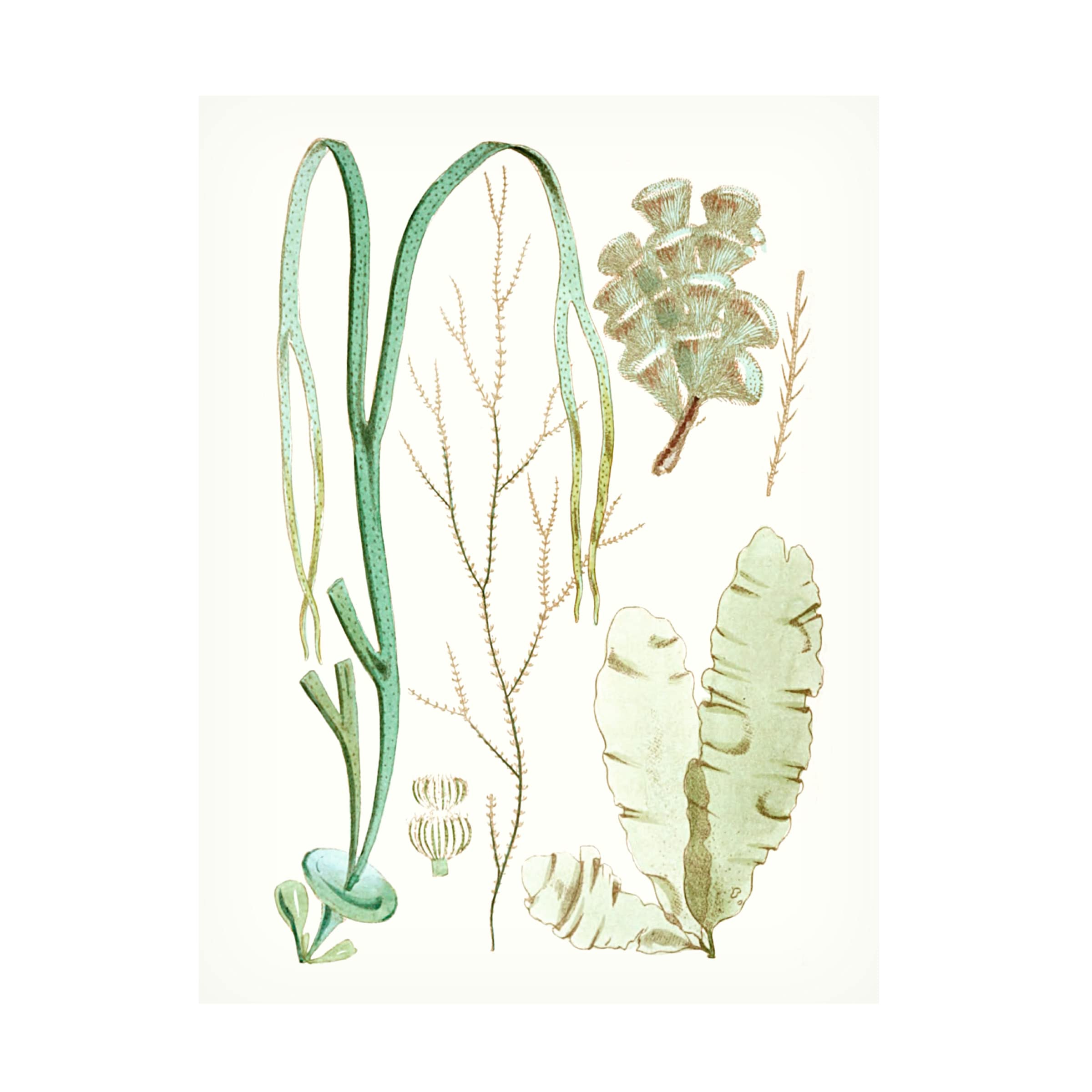 Trademark Fine Art 'Antique Seaweed Composition IV' Canvas Wall Art Print - Vintage Ocean Botanical Decor for Living Room, Bedroom & Office