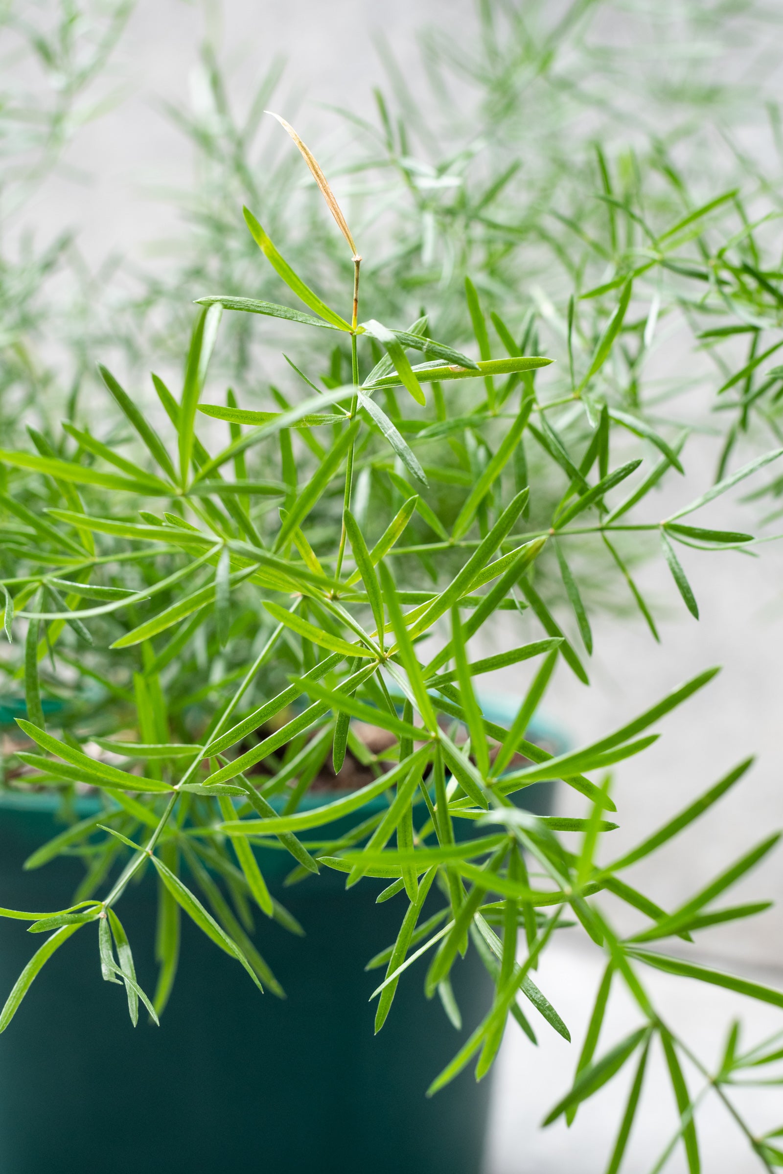 Buy Asparagus aethiopicus 'Sprengeri' - 6 Pack Live Plants | Indoor & Outdoor Fern for Home Decor, Office, Garden, and Landscaping