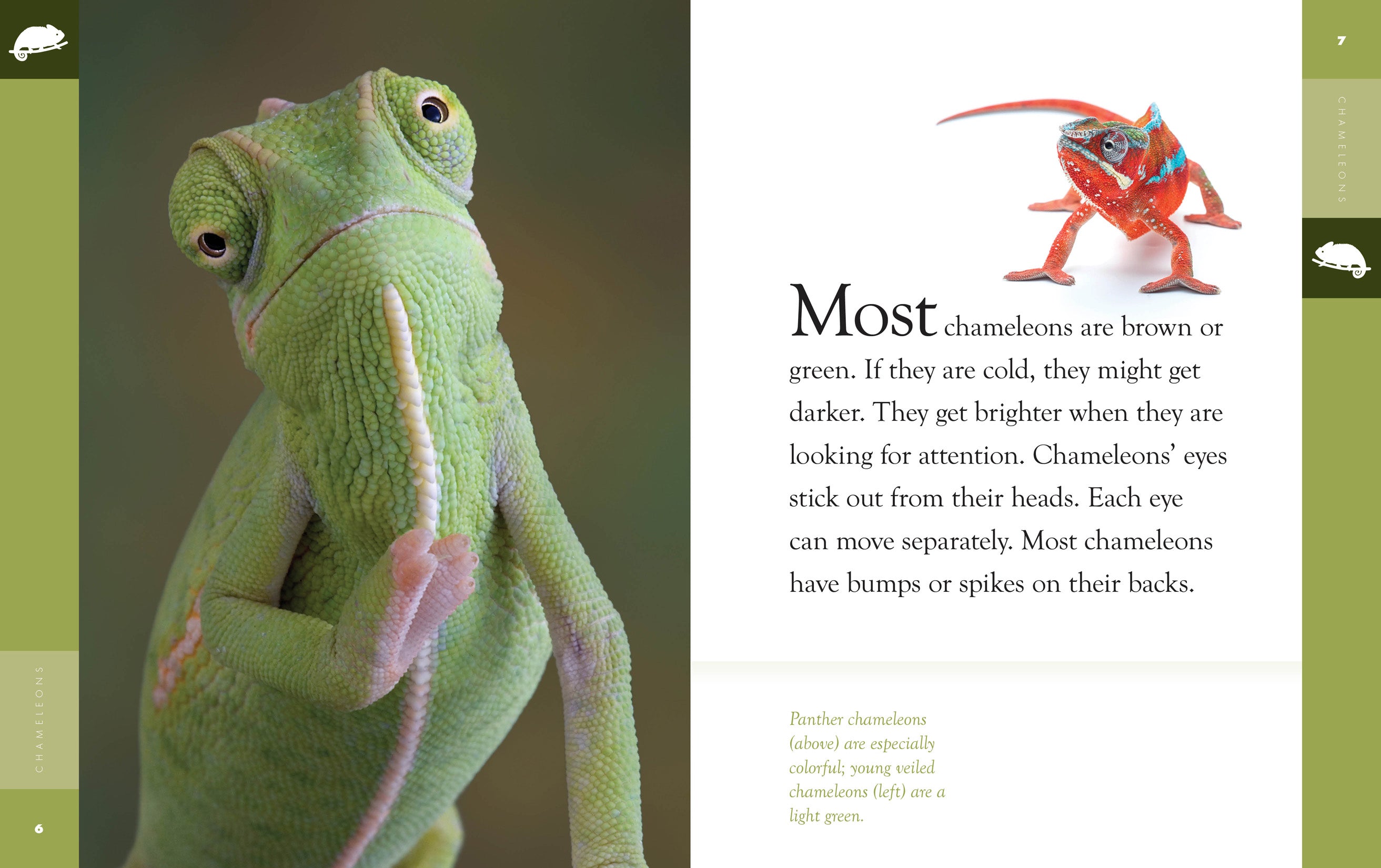Chameleons Book - 9781640265080 - Learn About Chameleons for Kids & Adults - Perfect for School Projects & Animal Lovers
