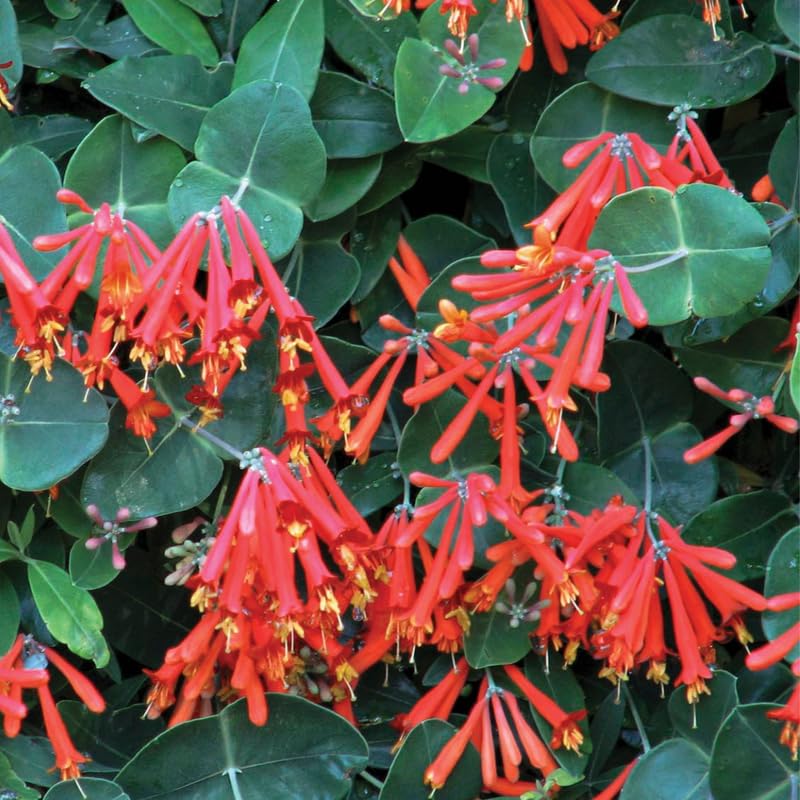 Dropmore Scarlet Honeysuckle Plant Live - Fragrant Climbing Vine with 2.5 Inch Pot | Perfect for Garden Trellis, Fence Covering & Attracting Hummingbirds