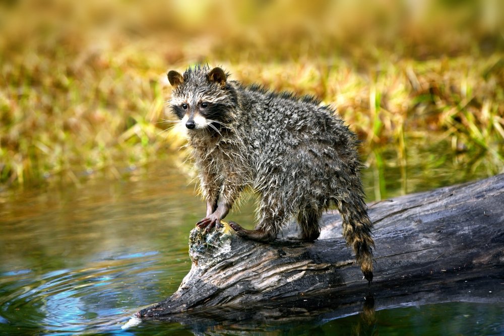 BrainBoosters Raccoon After A Swim Poster Print by Richard Wear - 34x22 Inches Large Wildlife Art - Perfect for Living Room, Bedroom, or Office Decor
