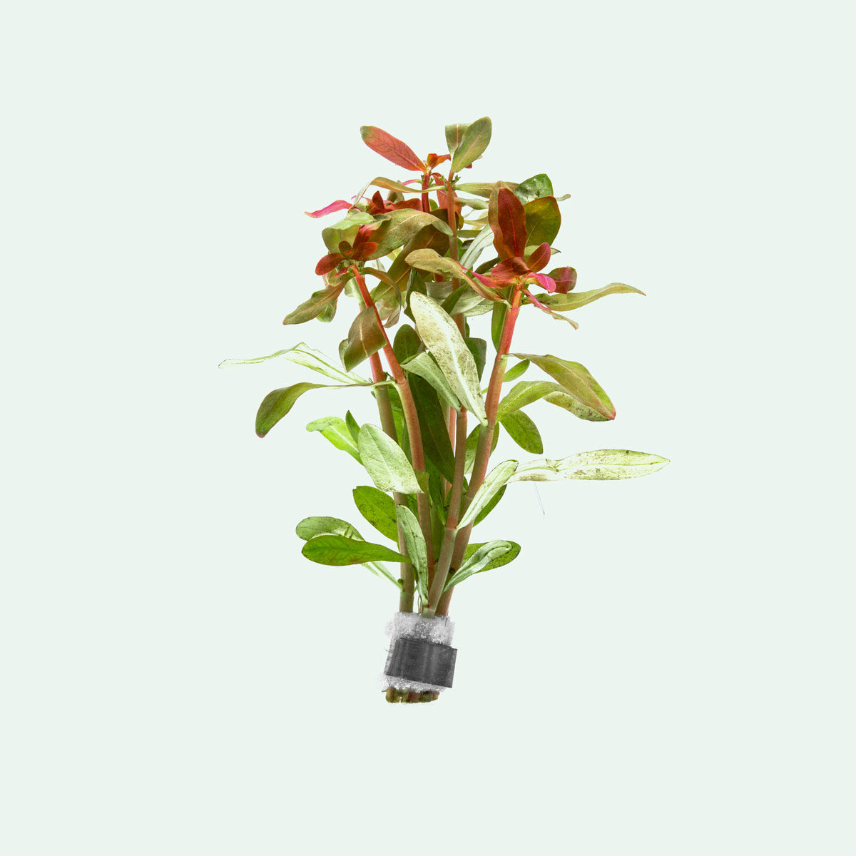 Ammania Senegalensis Aquatic Plant for Freshwater Aquariums - Perfect for Aquascaping, Fish Tanks & Planted Aquariums