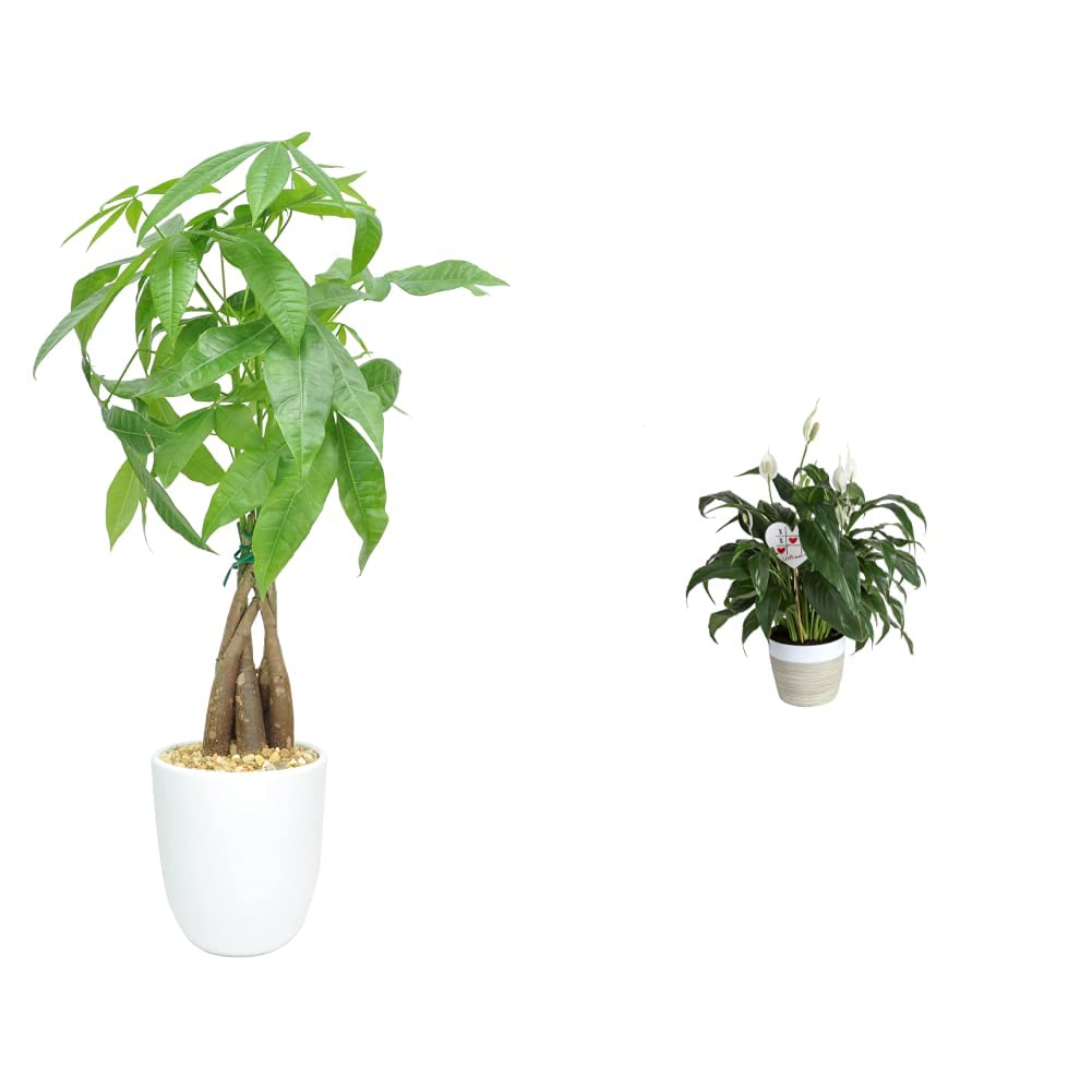 Premium Costa Farms Money Tree Pachira & Peace Lily Live Indoor Plants - 16-Inch & 15-Inch Tall in Ceramic Planters, Perfect for Home Office Decor, Housewarming Gifts & Feng Shui Home Design