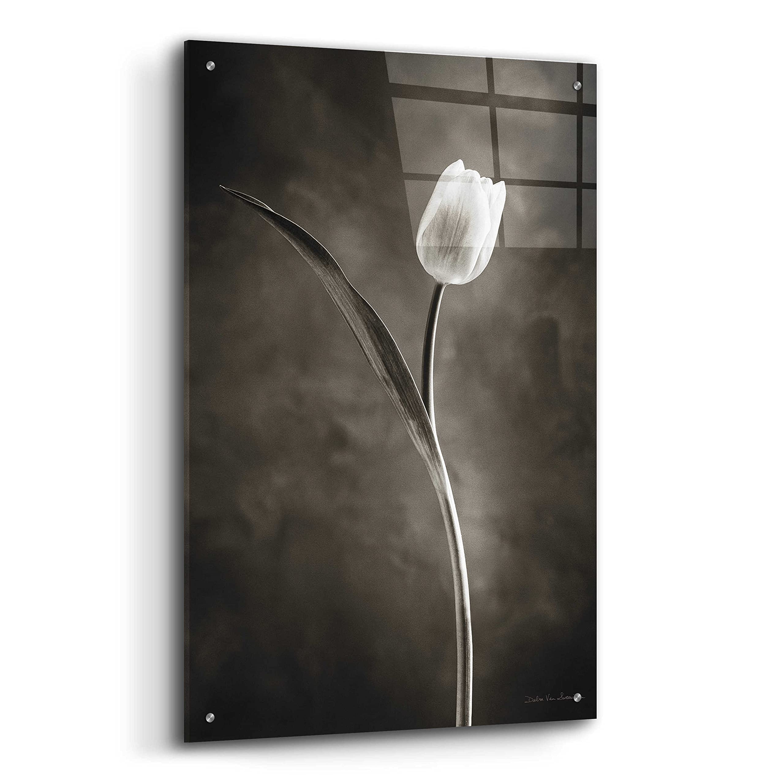 Two Tone Tulips II Acrylic Glass Wall Art by Debra Van Swearingen - 24x36 Inch Modern Floral Painting for Living Room, Bedroom & Office Decor