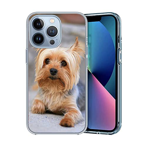 Sherena Dog Pet Dog