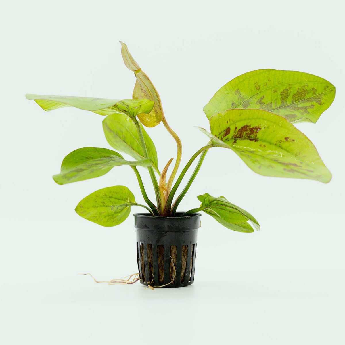 TCulture Echinodorus Chocolate Marble Live Aquarium Plant - Freshwater Aquatic Plant for Fish Tanks, Ponds & Aquascaping (Potted)