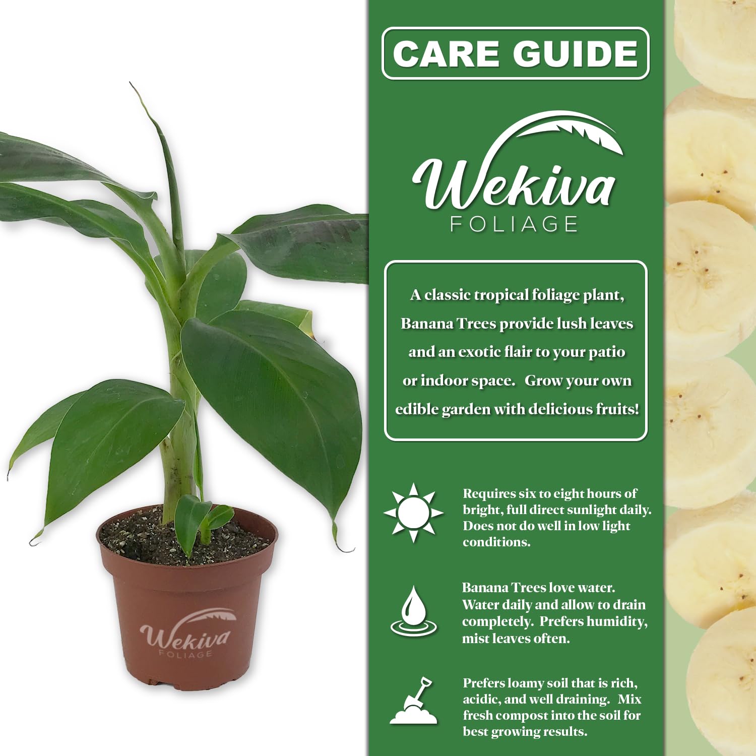 5 Live Banana Tree Plants in 4 Inch Growers Pots - Edible Fruit Bearing Tree for Patio, Garden & Indoor Decor - Grower's Choice Based on Availability - Perfect for Tropical Landscaping & Home Gardening