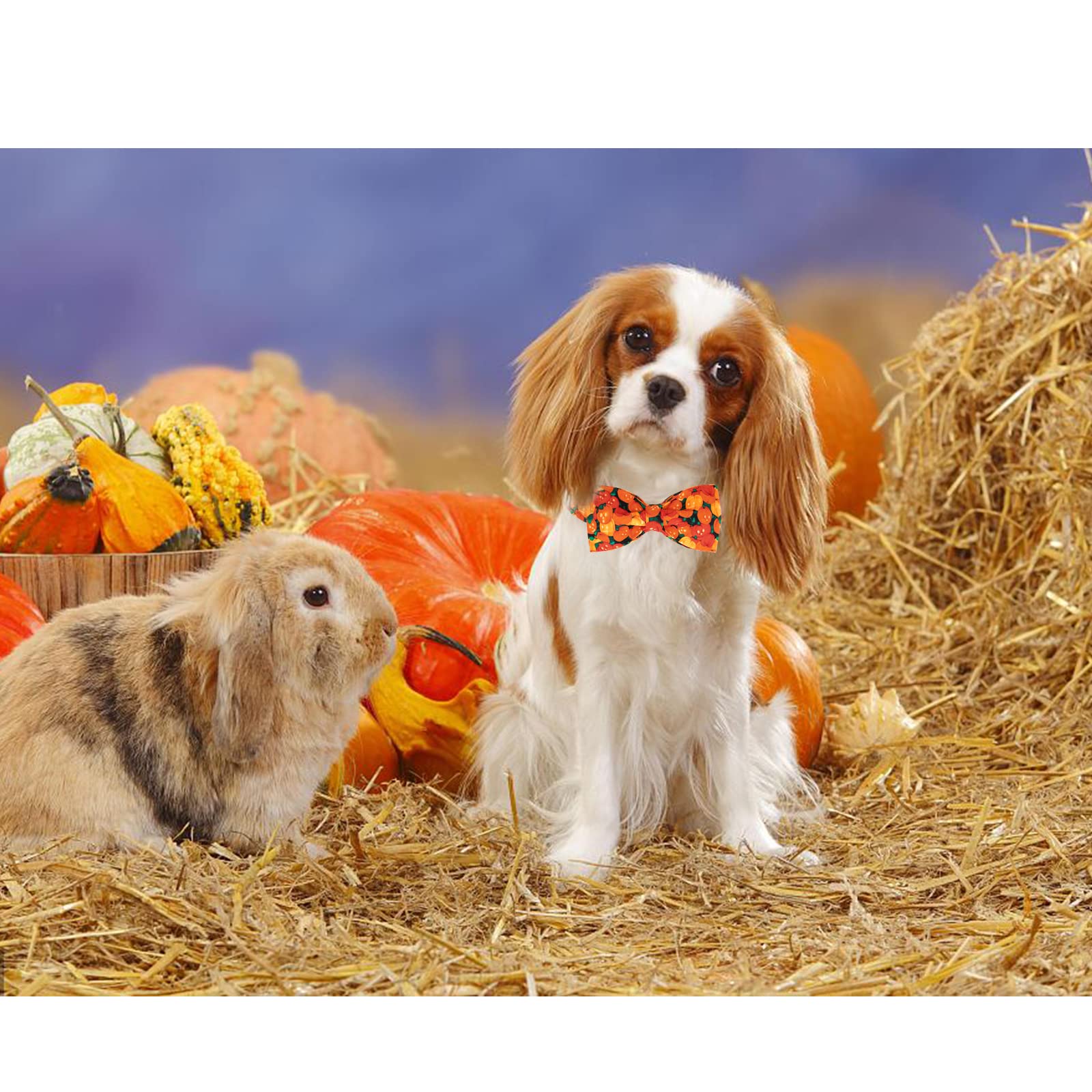 Premium Adjustable Heavy Duty Dog Collar with Bowtie - Lionheart Glory Halloween Pet Collar for Small Dogs | Durable Nylon Puppy Necklace for Daily Walks, Costume Parties & Outdoor Adventures