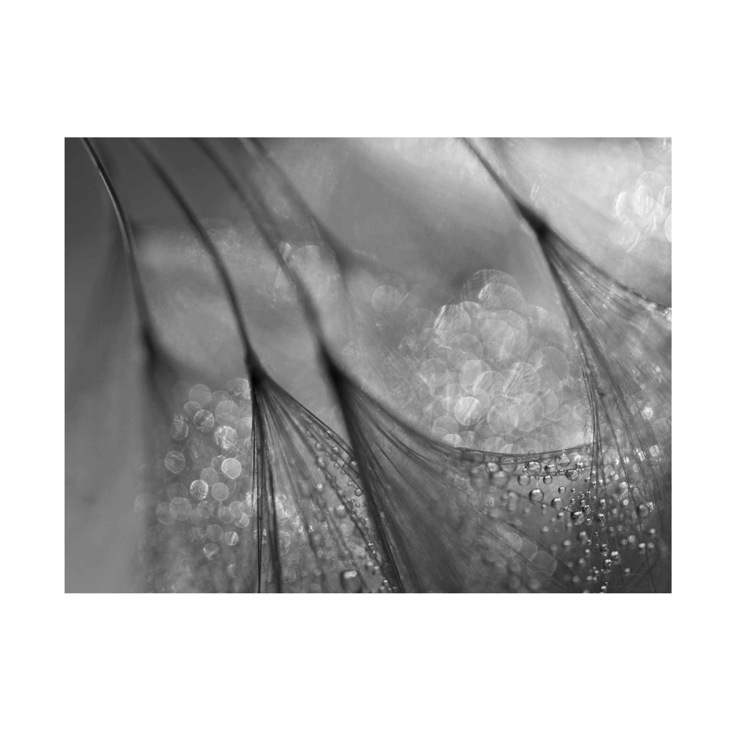 Trademark Fine Art 'Dandelion Study II' Canvas Wall Art by Keren Or - Nature Inspired Home Decor for Living Room, Bedroom & Office
