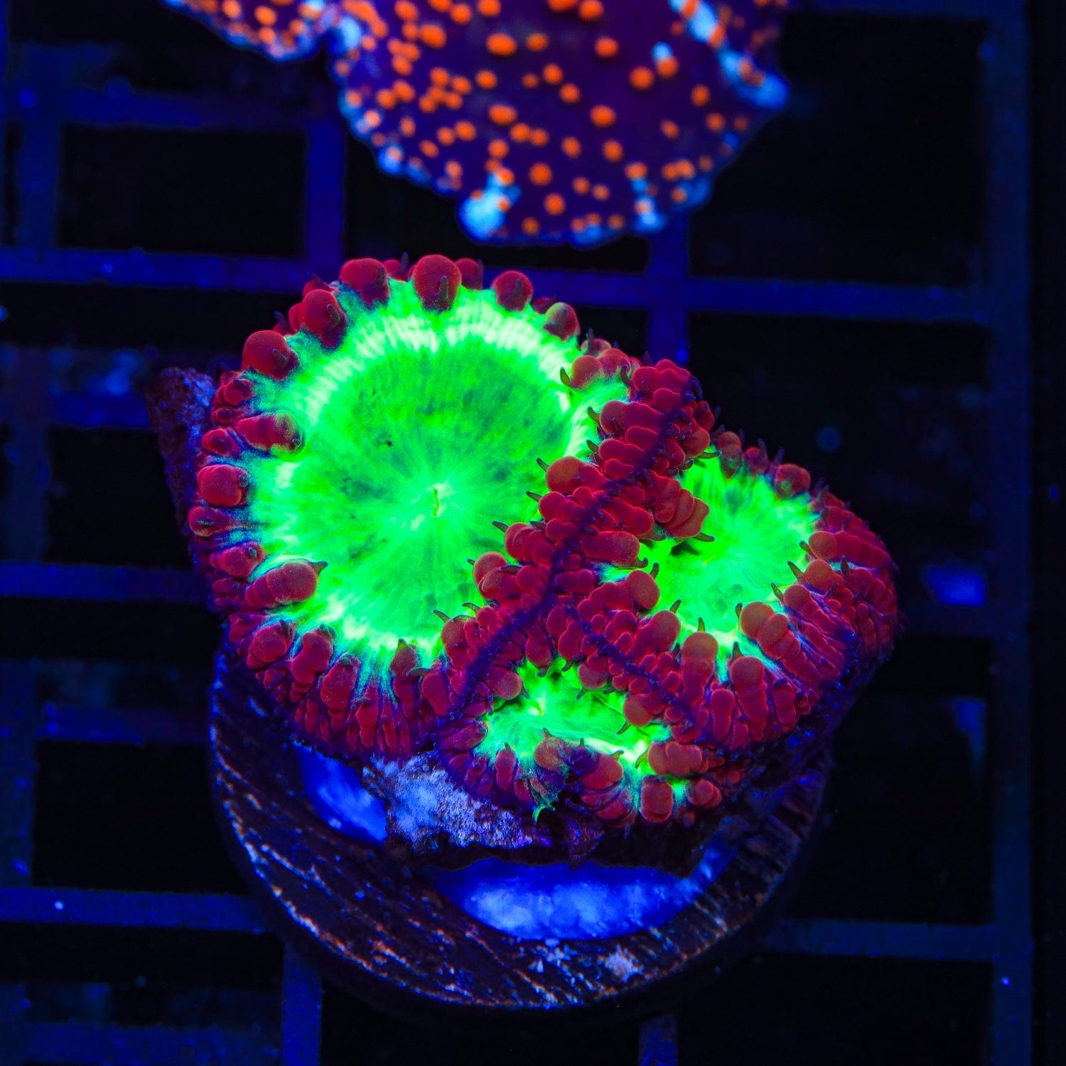 Premium Cherrymelon Blastomussa Coral for Saltwater Aquariums - Vibrant LPS Coral for Reef Tanks & Marine Displays - Perfect for Coral Propagation and Aquascaping