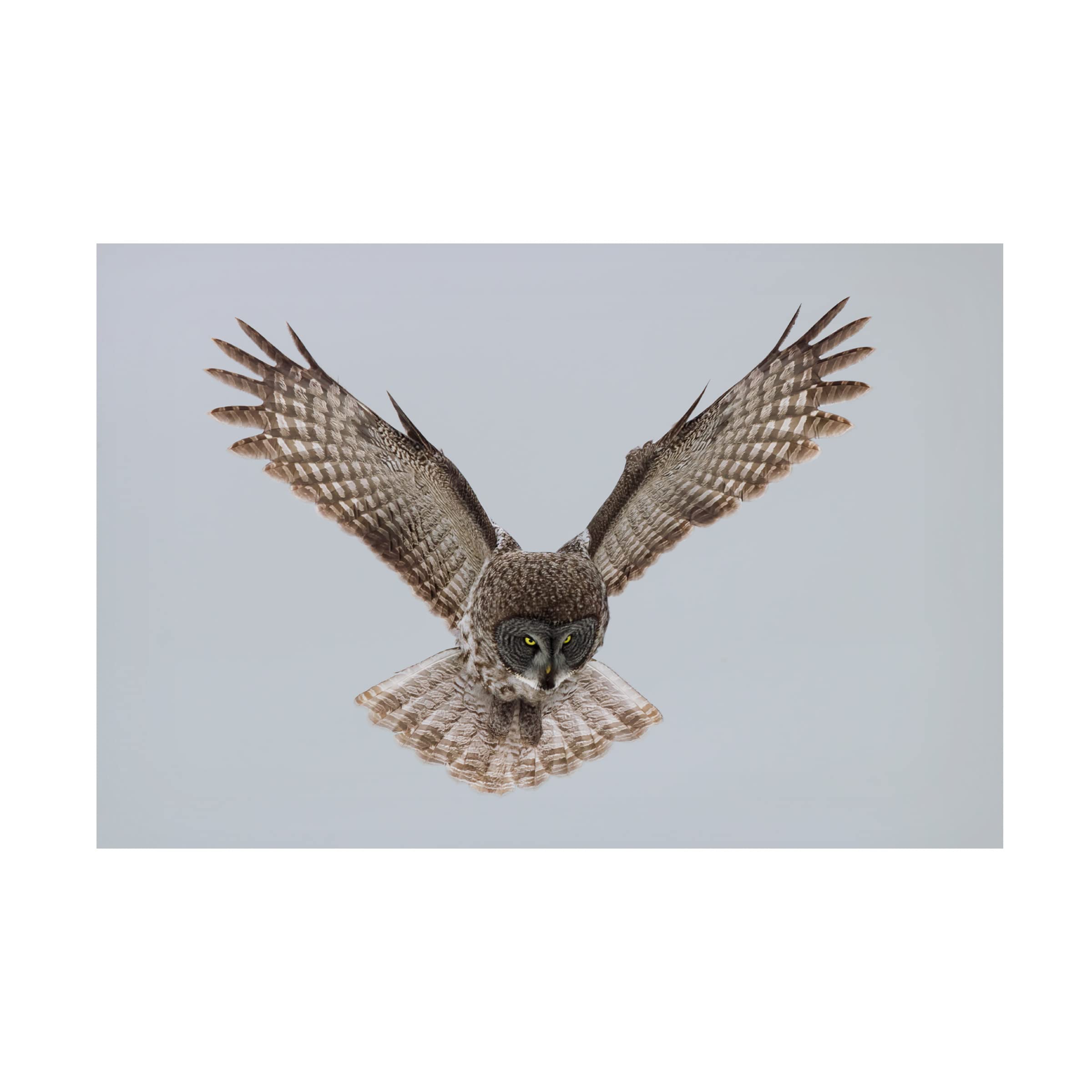Trademark Fine Art 'Great Grey Owl' Canvas Wall Art Print by Sufang Wang - Nature Inspired Home Decor for Living Room, Bedroom & Office