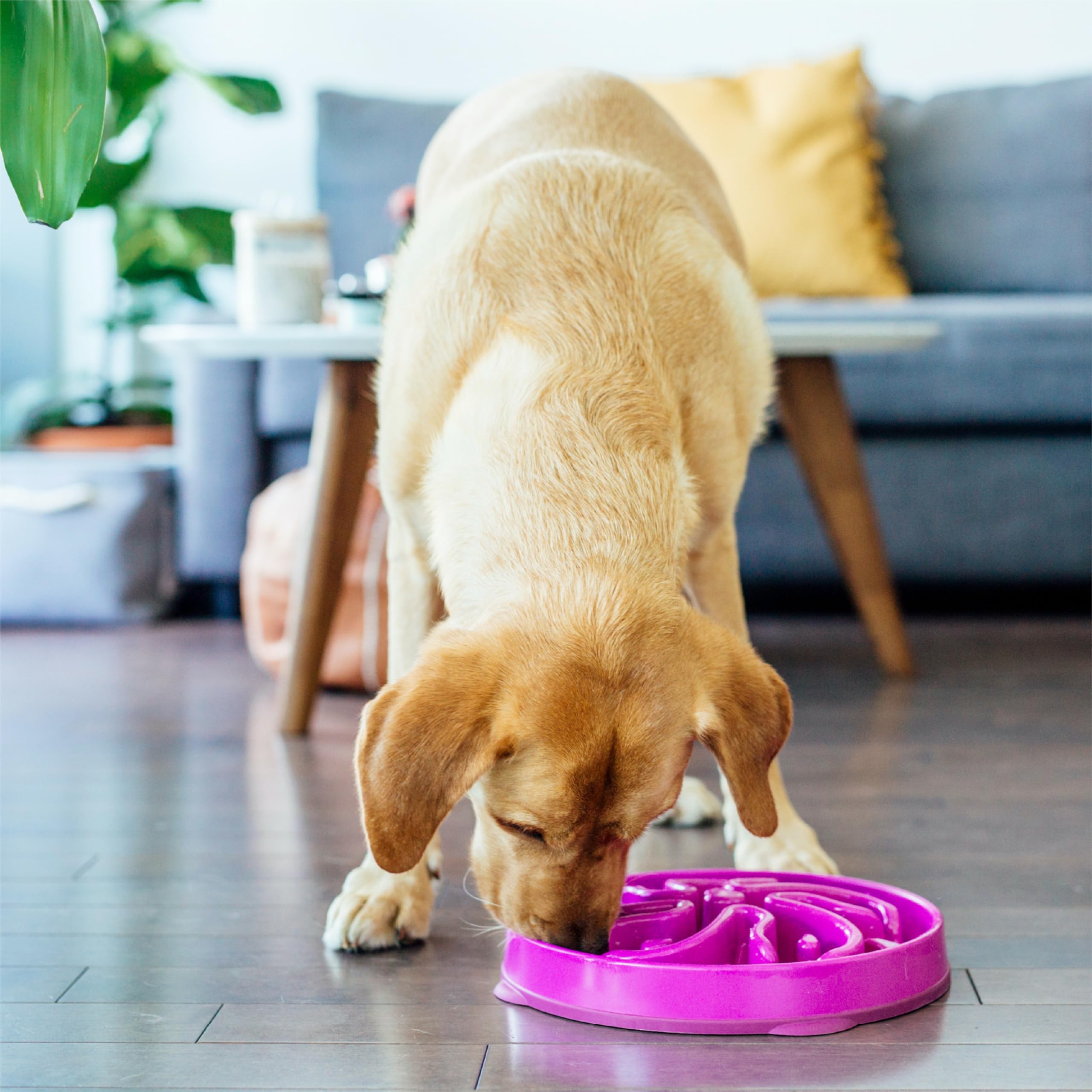 Outward Hound Fun Feeder Slo Bowl - Large Slow Feeder Dog Bowl for Fast Eaters, 4 Cup Capacity, Purple - Perfect for Mealtime Fun & Digestion Aid for Medium to Large Dogs