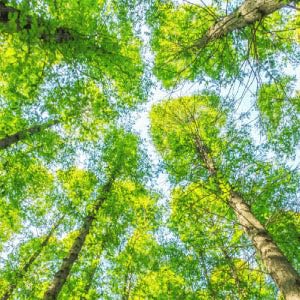 Forest Canopy