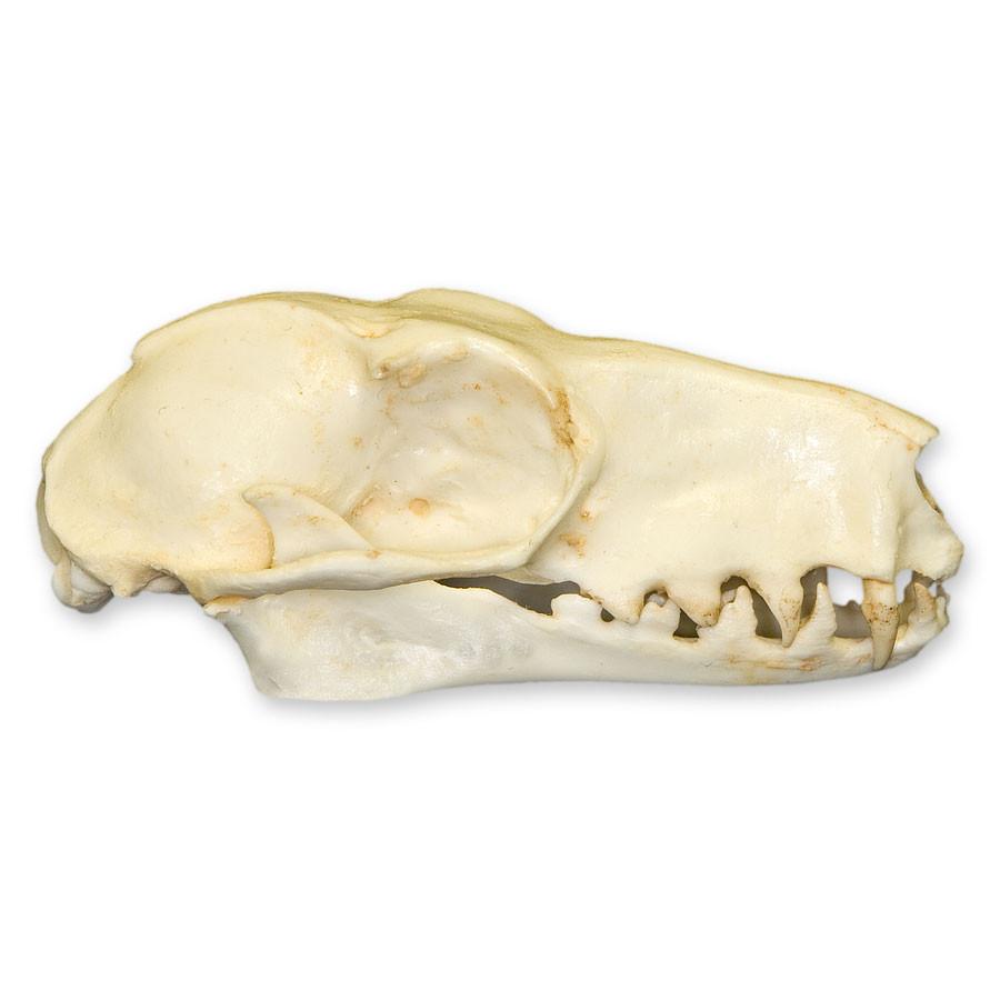 Authentic Replica Hammerhead Fruit Bat Skull (Female) - Handcrafted Halloween Decor, Gothic Home Decor, Scientific Study Specimen & Unique Gift for Bat Lovers